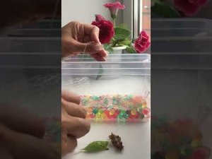 Как правильно повесить куколок в домашнюю ферму ( бабочкарий)