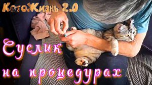 Суслик на процедурах