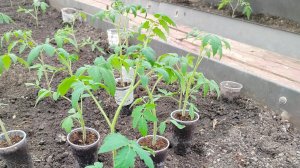 супер подкормка рассады томатов 🍅 при посадке