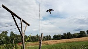 Отпугиватель птиц Крук