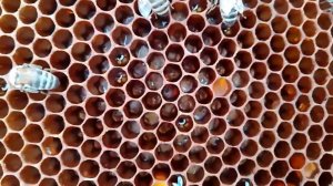 Обработка от клеща только по открытому расплоду без применения изоляции маток Улей №2