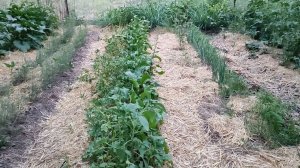 Вот зачем нужны  грядочки по Овсинскому.