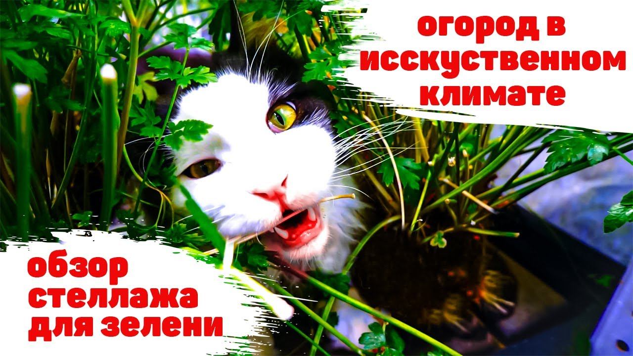 УРОЖАЙНЫЙ СТЕЛЛАЖ ДЛЯ ЗЕЛЕНИ! ФИТОЛАМПЫ И АВТОПОЛИВ!
