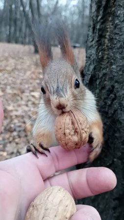 Орешки для белок