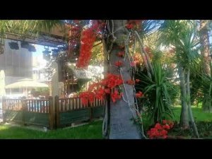 Наше первое утро в отеле Fame Beach Kemer