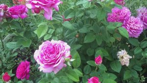 Розы Сурир Де Периге (Sourire De Perigueux), Аскот ( Rose Ascot ), Биг Перпл (Big Purple).