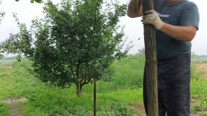 Затеняем помидоры своими руками Спасаем томаты от жары