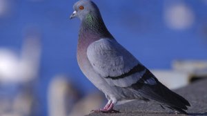 самые легкие 2000 очков во фнаф 7