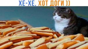 КОТ, КОТОРЫЙ ЛЮБИТ СОБАК ))) | Приколы с котами | Мемозг 1523