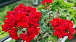 Кроваво-красные цветы пеларгонии сорта Madame Bovary.