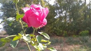 Розы в октябре Как я выращиваю розы?