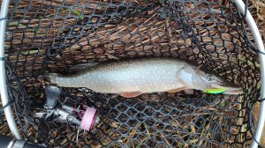 Десна, у мостов 16 ноября 2024 года