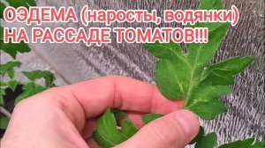 🍅 Оэдема (наросты, водянки) на рассаде томатов!!! 🍅