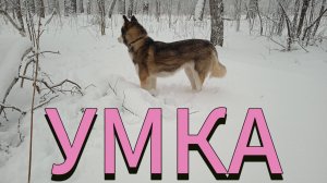 Хася веселится по первому снегу. Умка рождена для зимы