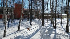 История в деревьях. Инициативное бюджетирование.