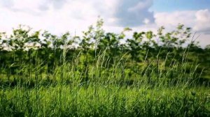 *Прихожу к Тебе на поклонение*Христианские песни,Aнастасия Вишня