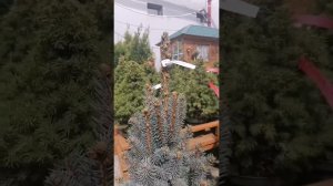 Обзор сортов елей Сандерс Блю, Изели Фастигиата, Хупсии в садовом центре на Ул.Верхняя 17, г.Сарато