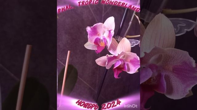 Орхидея фаленопсис "Tropic Wonderland " мутация бабочка