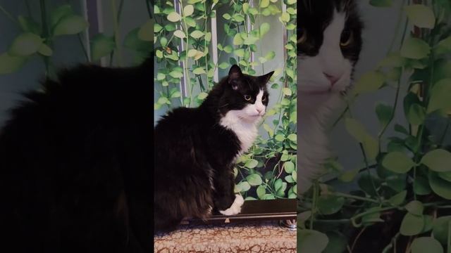 Помогите пожалуйста кормами ! 12 Хвостиков ! #помощьживотным