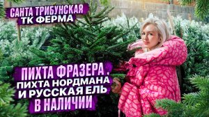 ЖИВЫЕ НОВОГОДНИЕ ДЕРЕВЬЯ В НАЛИЧИИ