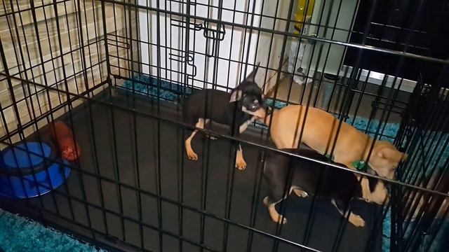 Щенки подросли. смотреть онлайн