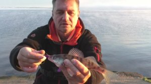 РЫБАЛКА НА СПИННИНГ В СЕНТЯБРЕ. ЛОВЛЯ СУДАКА НА ДЖИГ. НАПАДЕНИЕ ЛОХМАТОГО ЗВЕРЯ