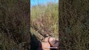 Осень 2024. Находки заросшего поля