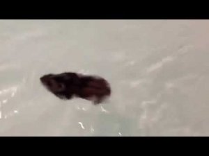 Плавающий хомяк хомяки видео