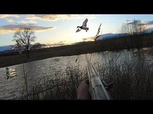 Охота на селезня с подсадной уткой 2024🦆 Утка отработала на все 💯 👍 Мр-155 в деле 👍 hunting