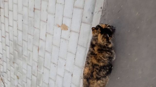 иду в магазин и тут такое чудо я бы хотела бы забрать еë смотреть онлайн