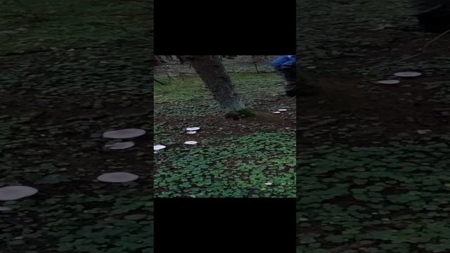 Рядовки дымчатые, говорушки дымчато-серые. Грибы в лесу.