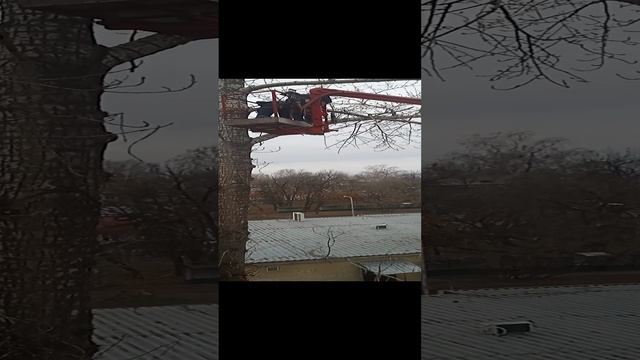 спиливают дерево