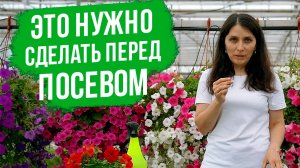 Как ПРАВИЛЬНО вырастить рассаду петунии. Подготовка семян петунии к посеву.