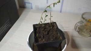 Зимнее размножение клюквы. 25.02. 2024