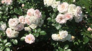 Роза Аспирин (Aspirin Rose)
