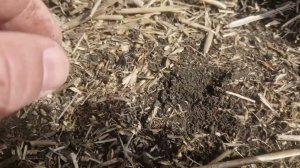 Сев подсолнечника по no till, плюсы и минусы