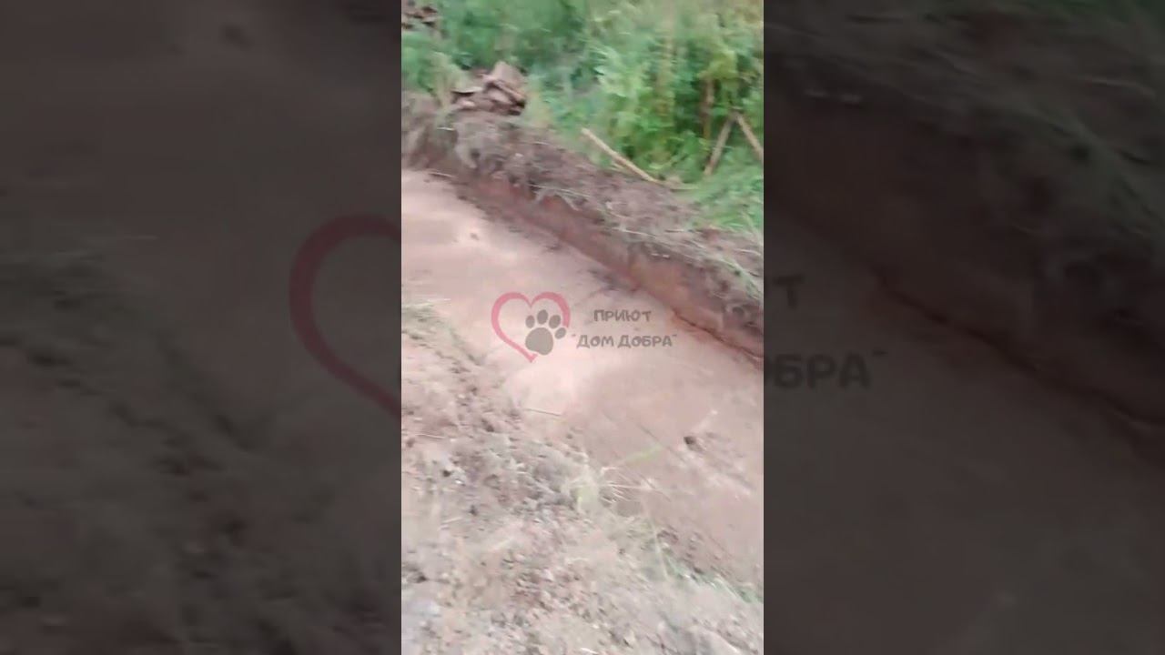 🐕 НОВОСТИ ПРИЮТА "ДОМ ДОБРА" 🏡г. Вязьма