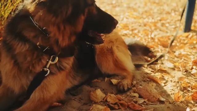 Они открыли Гроб из-за Собачьего Лая - То, что Они Нашли Внутри, Повергнет Вас в Шок! смотреть онлайн