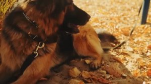 Они открыли Гроб из-за Собачьего Лая - То, что Они Нашли Внутри, Повергнет Вас в Шок!