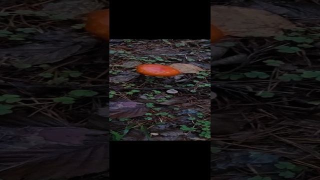 Мухомор красный настоящий. ,Лес Телеши.