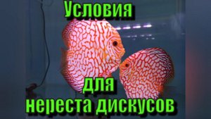 Дискусы нерест. Условия для нереста дискусов.