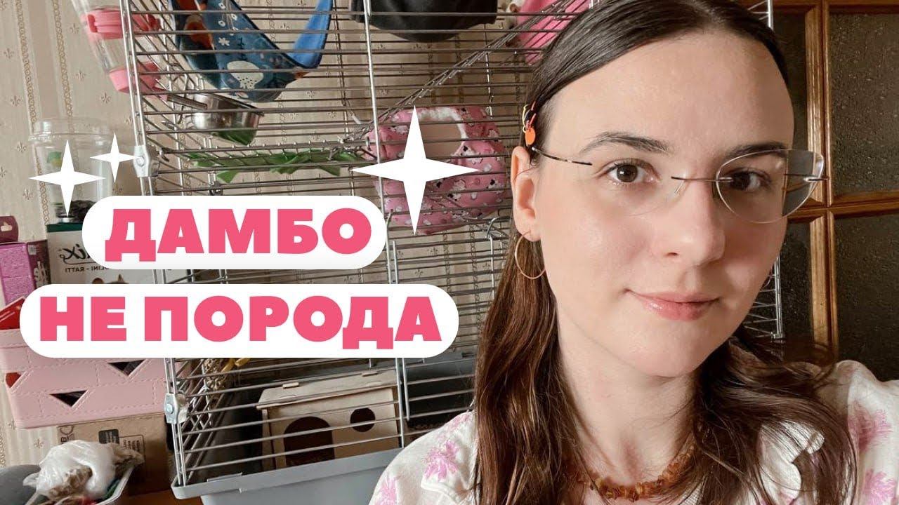 КАКИЕ БЫВАЮТ КРЫСЫ? 🐀🍑 | ЛЫСЫЕ, ДАМБО И СТАНДАРТ | ТИПЫ КРЫС 🐁