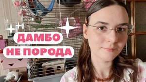 КАКИЕ БЫВАЮТ КРЫСЫ? 🐀🍑 | ЛЫСЫЕ, ДАМБО И СТАНДАРТ | ТИПЫ КРЫС 🐁