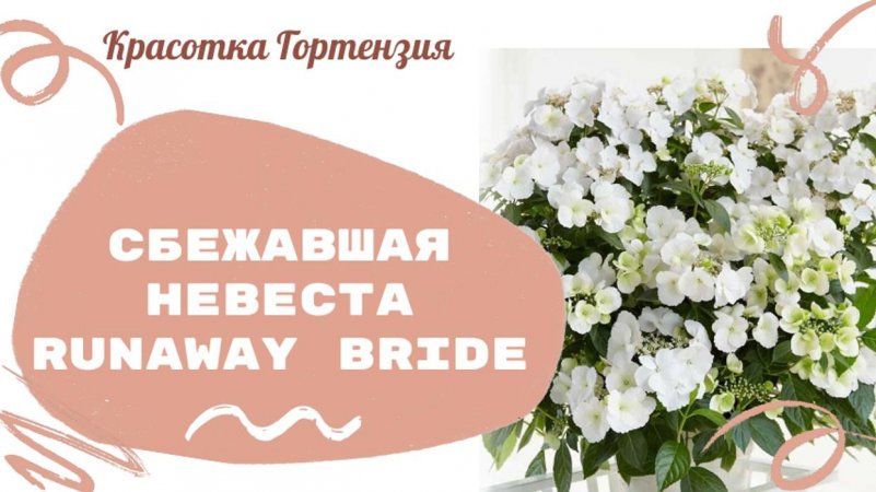 Гортензия ампельная Сбежавшая невеста Runaway Bride