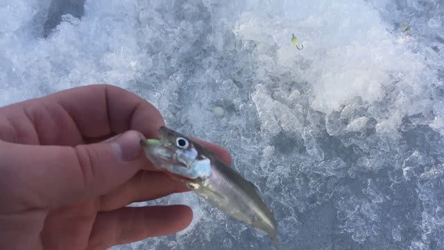 Корюшка Финский залив 2021 смотреть онлайн