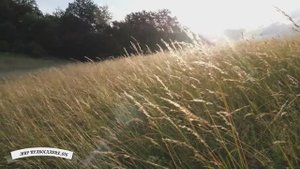 Начинай день с молитвы вместе с Оптиной