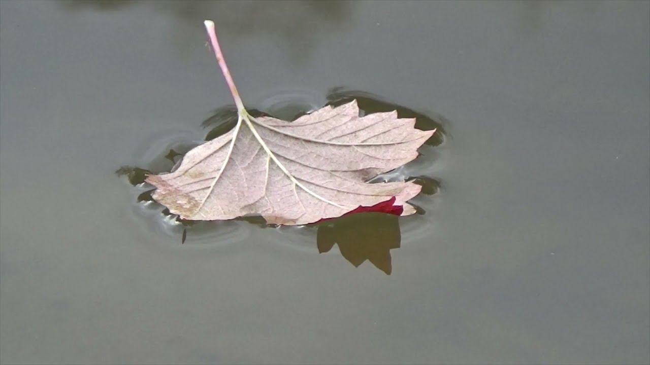 ЧТО МЫ ПОСЕЕМ,ТО И ПОЖНЕМ .песня смотреть онлайн