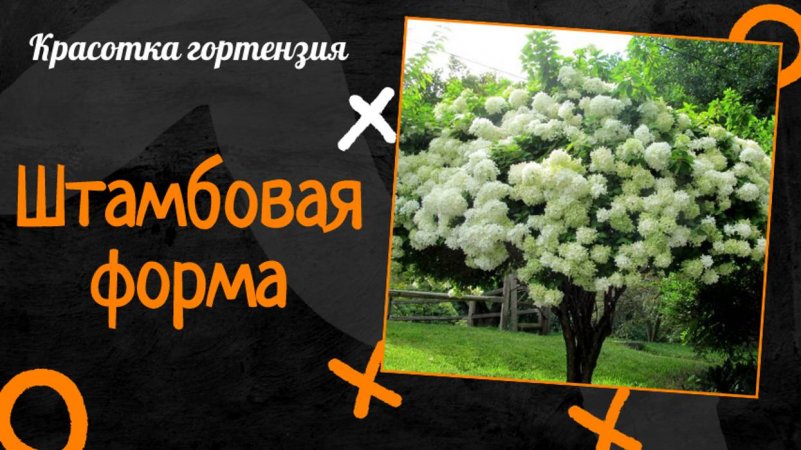 Формировка гортензии штамбовой формы