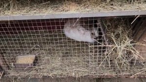 Овечки, куры и кролики.