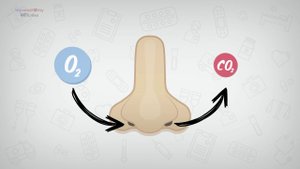 Анатомия носа человека